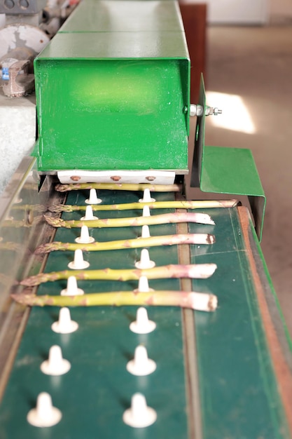 Production industrielle d'asperges Cueillette de jeunes asperges Culture d'asperges juteuses