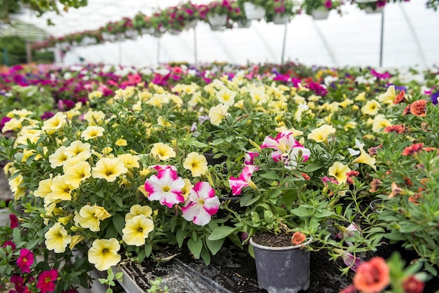 Production de nombreuses plantes de fleurs colorées dans une serre à vendre.