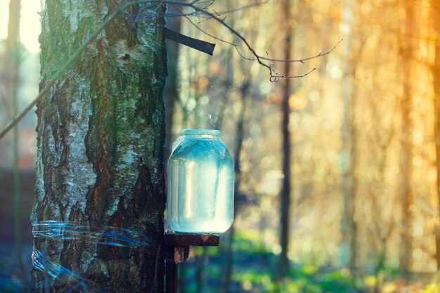 Production de sève de bouleau dans un bocal en verre dans la forêt