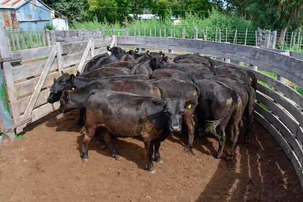 La production de viande argentine