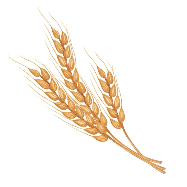 Produit céréalier Clipart botanique agricole Illustration à l'aquarelle dessinée à la main arrière-plan isolé Pour le jour de la récolte de Thanksgiving Kwanzaa boulangerie