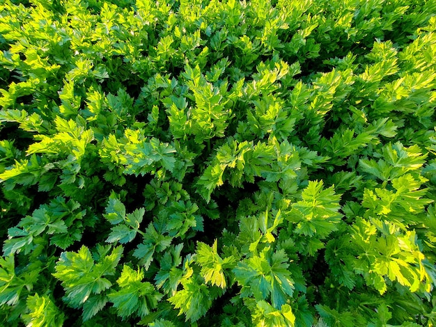 Photo produit de la maison lechuga rizada et perejil