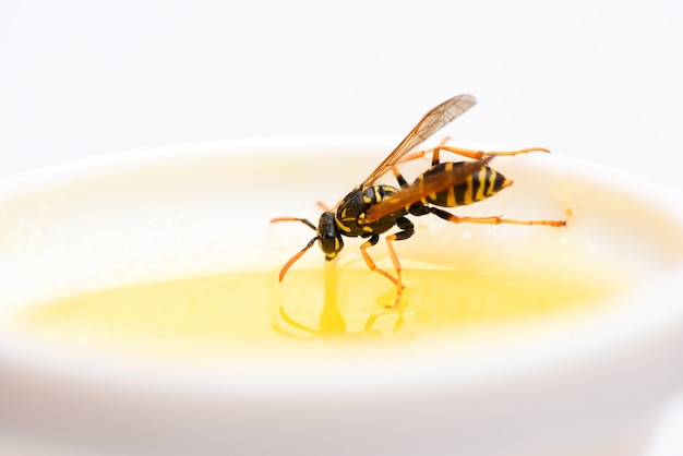 Produit naturel et biologique. Édulcorant naturel. Production de miel. Miel naturel et abeille se bouchent. Abeille ou guêpe sur une tasse de miel fond blanc. Nectar naturel sucré. Concept d'alimentation et de mode de vie sains.