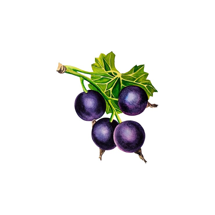 Photo produit de santé naturel frais au cassis. illustration aquarelle.
