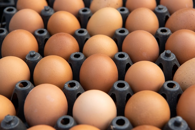 Produits d'œufs frais à vendre au supermarché