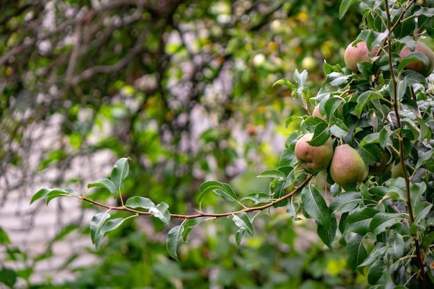 Produits respectueux de l'environnement. poires non mûres sur une branche verte dans le jardin de la ferme. Cultiver des aliments biologiques