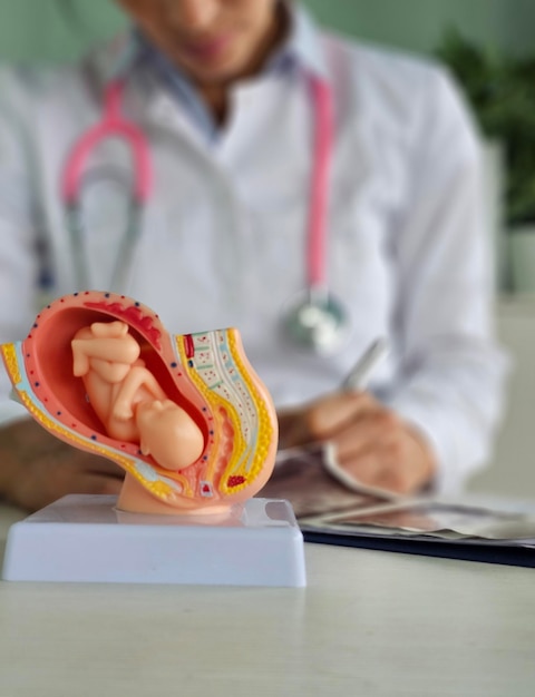 Professionnel médical examinant un modèle prénatal tout en documentant les résultats