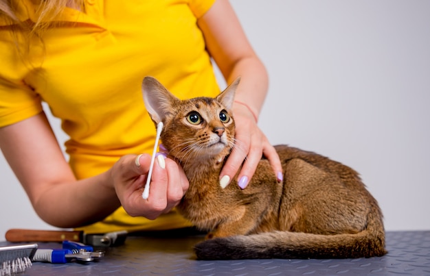 Un professionnel s'occupe d'un chat abyssin dans un salon spécialisé