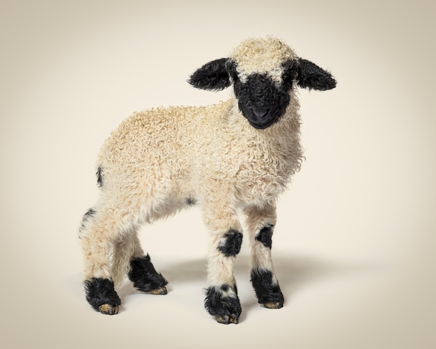 Profil d'un adorable mouton Valais Blacknose âgé de trois semaines