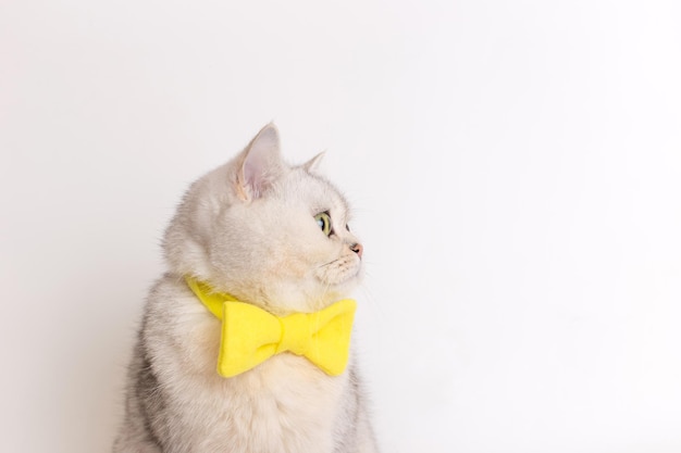 Profil d'un charmant chat blanc dans un noeud papillon jaune sur fond blanc regarde ailleurs