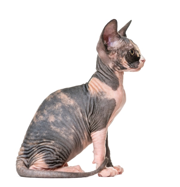 Profil d'un chaton Sphynx assis isolé sur blanc