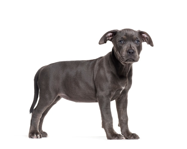 Profil d'un chien gris American Staffordshire Terrier debout, isolé