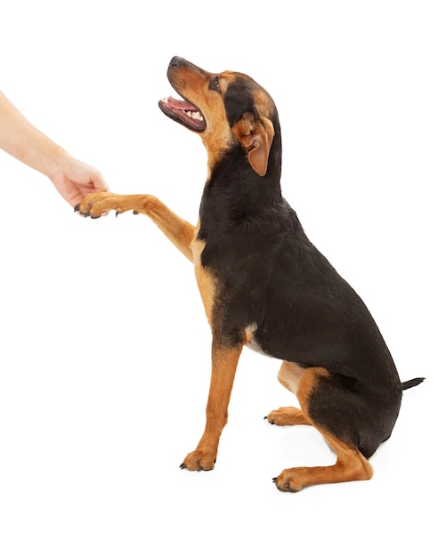 Profil de chien heureux se serrant la main