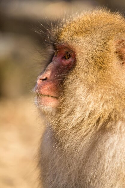 Photo profil de côté du singe