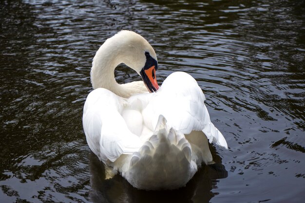 Profil de cygne blanc sur le lac bleu brumeux le cygne nettoie ses plumes cou de cygne incurvé