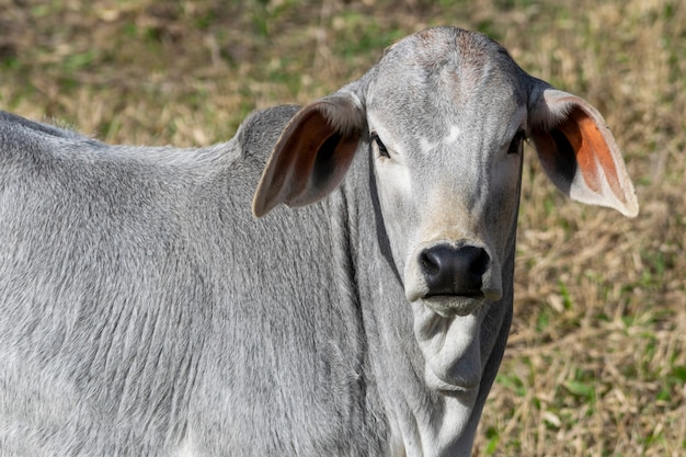 Profil du taureau nelore de la ferme