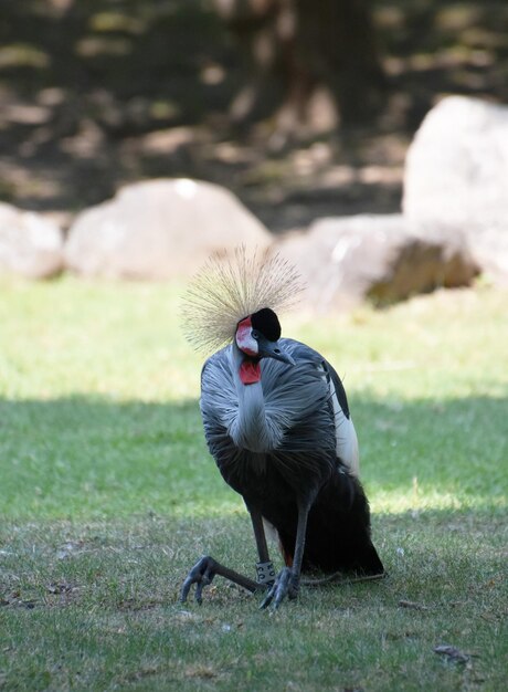 Profil fantastique d'une grue couronnée africaine grise se reposant dans une zone ombragée.