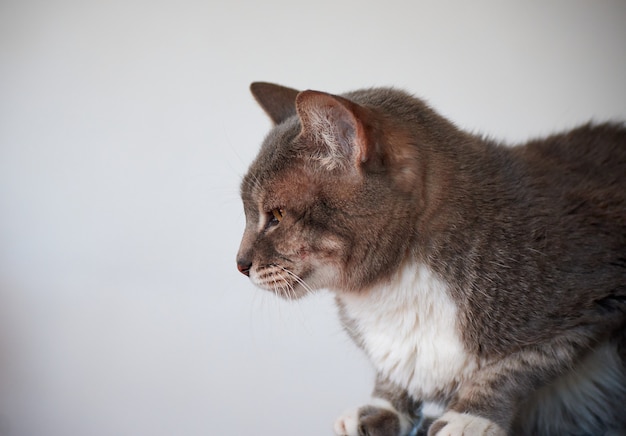 Un profil latéral en gros plan d'un chat gris et blanc