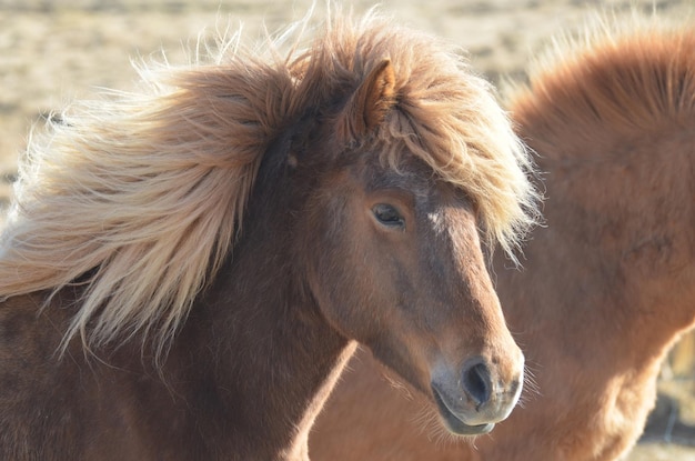 Profil magnifique d'un cheval islandais avec une crinière blonde.