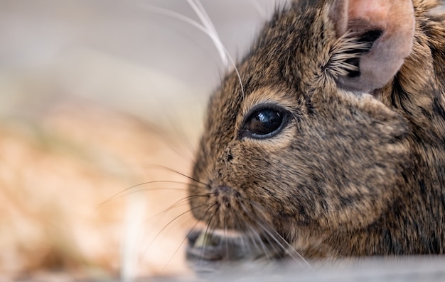 Profil mignon de degu