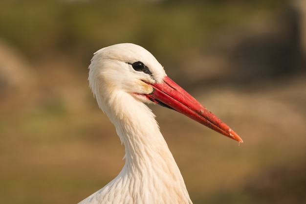 Profil naturel d&#39;une cigogne élégante