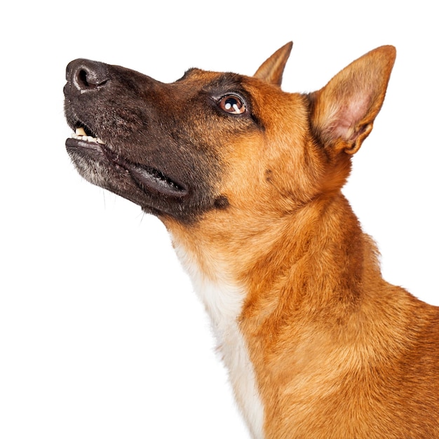 Profil de portrait de chien croisé malinois belge