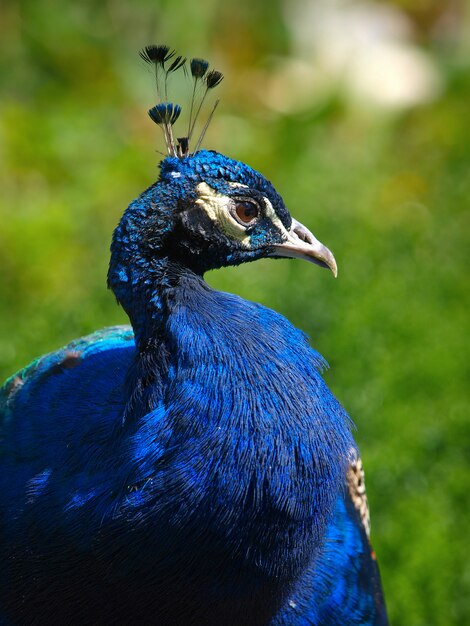 Profil de portrait paon paon mâle