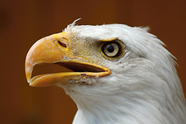 Profil d'un pygargue à tête blanche Haliaeetus albicilla