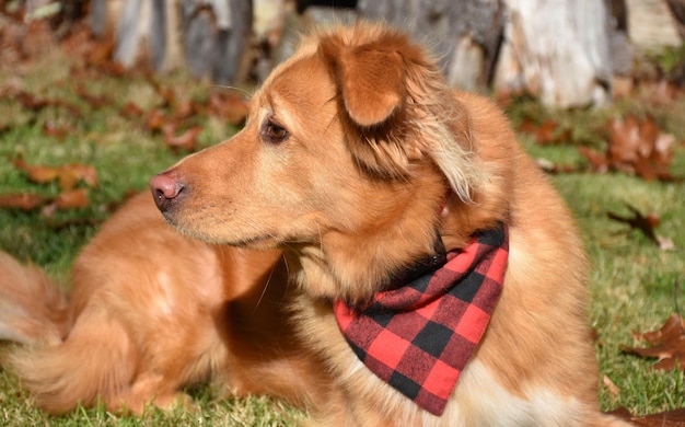 Profil d'un Yarmouth Toller fixant dans l'herbe et les feuilles.