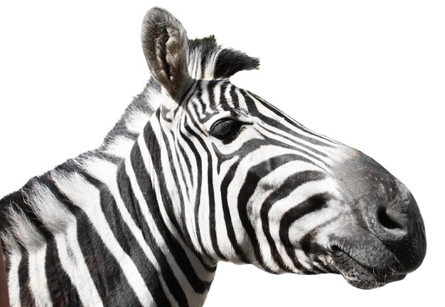 Le profil de Zebra