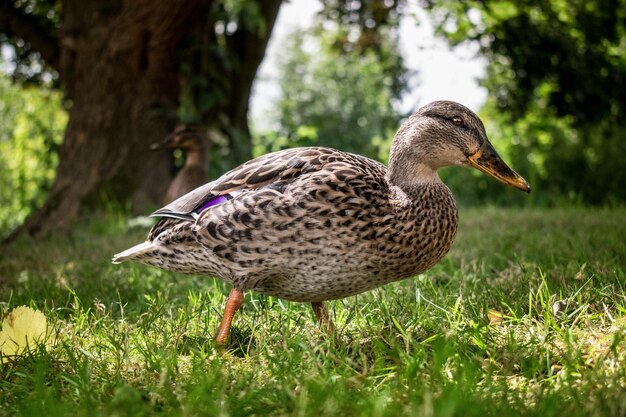 Profile du canard