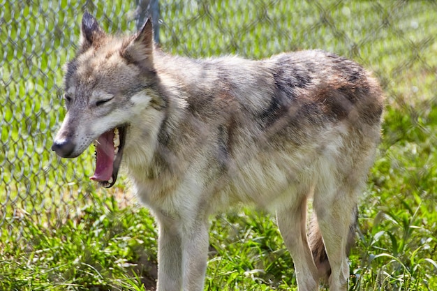 Profile du loup pantant dans le sanctuaire éclairé par le soleil