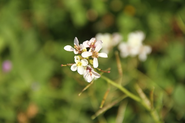 profondeur de champ champ de fleurs blanches sous la lumière du jour de la saison estivale