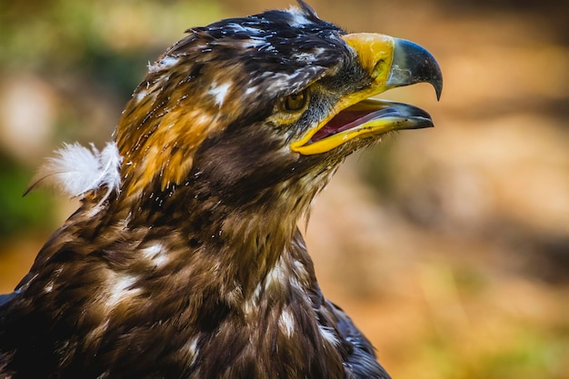 proie, aigle impérial, détail de la tête avec un beau plumage brun