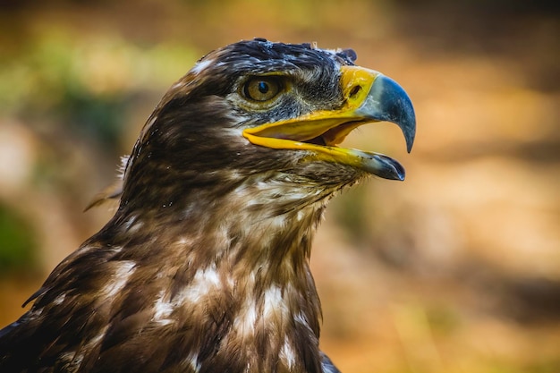 proie, aigle impérial, détail de la tête avec un beau plumage brun