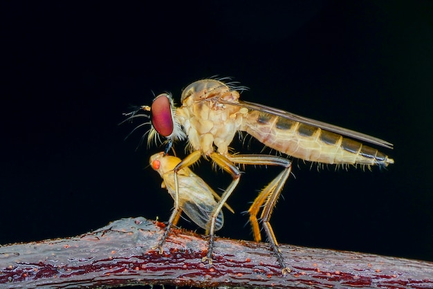 Proie Robberfly sur fond noir