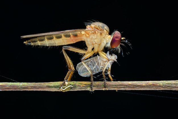 Proie Robberfly sur fond noir