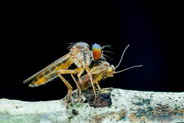 Proie Robberfly sur fond noir