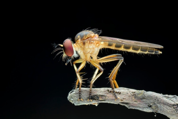 Proie Robberfly sur fond noir