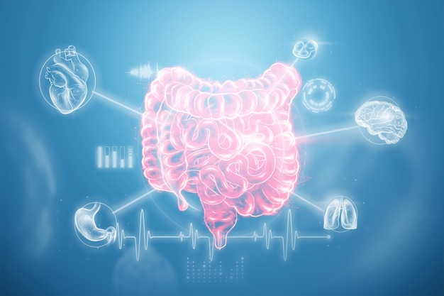 Une projection holographique d'un scan du côlon irritable rouge avec des données médicales.