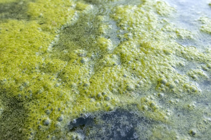 Photo prolifération des algues et du verdin dans l'eutrophisation des eaux d'irrigation