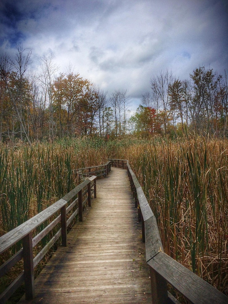 Photo une promenade au milieu des plantes contre un ciel nuageux