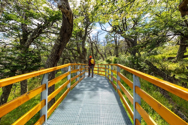 Promenade en bois dans la forêt