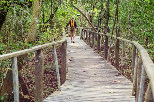 Promenade en bois dans la forêt