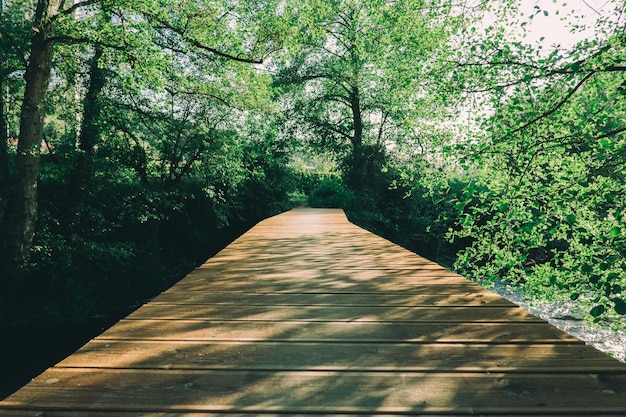 promenade en bois jusqu'à la forêt