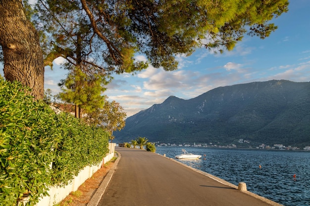 Photo promenade en bord de mer pittoresque et inspirante sous d'immenses pins. vacances, vacances, loisirs