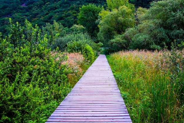 Photo une promenade dans le biotope du lac caldaro entre roseaux et vignobles à bolzano, en italie
