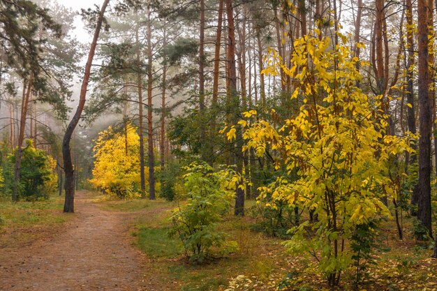 promenade dans la forêt d'automne. couleurs d'automne. brouillards d'automne.