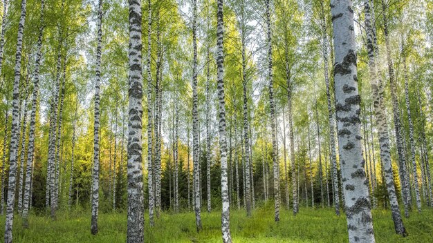 une promenade dans une forêt avec des bouleaux