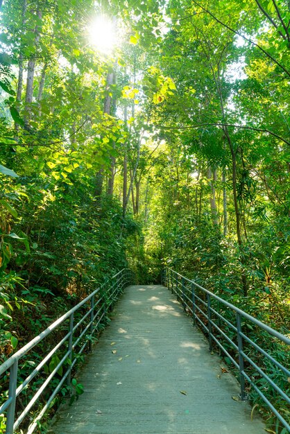 Promenade dans la forêt à Canopy promenades au jardin botanique de la reine sirikit Chiang Mai, Thaïlande